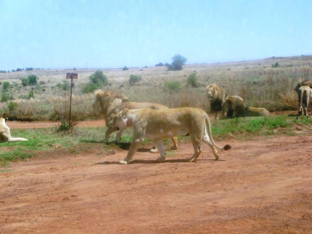 Safari 08